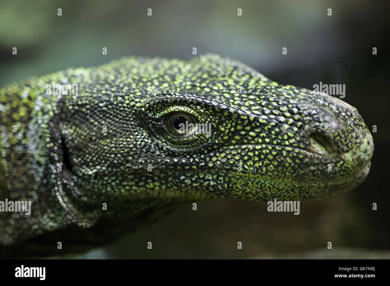 Crocodile monitor (Varanus salvadorii), also known as the Salvadori's