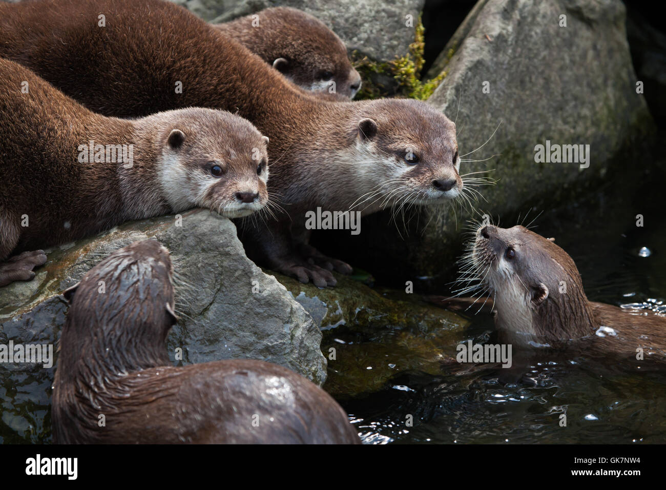 Oriental small-clawed otter (Amblonyx cinerea), also known as the Asian small-clawed otter. Wildlife animal. Stock Photo