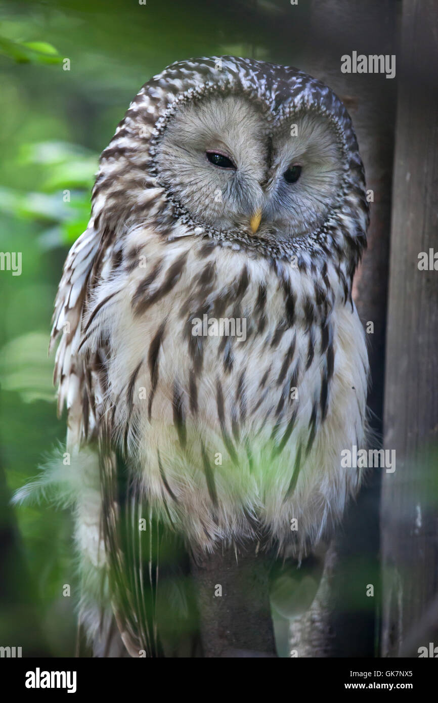 Ural owl (Strix uralensis). Wildlife animal. Stock Photo