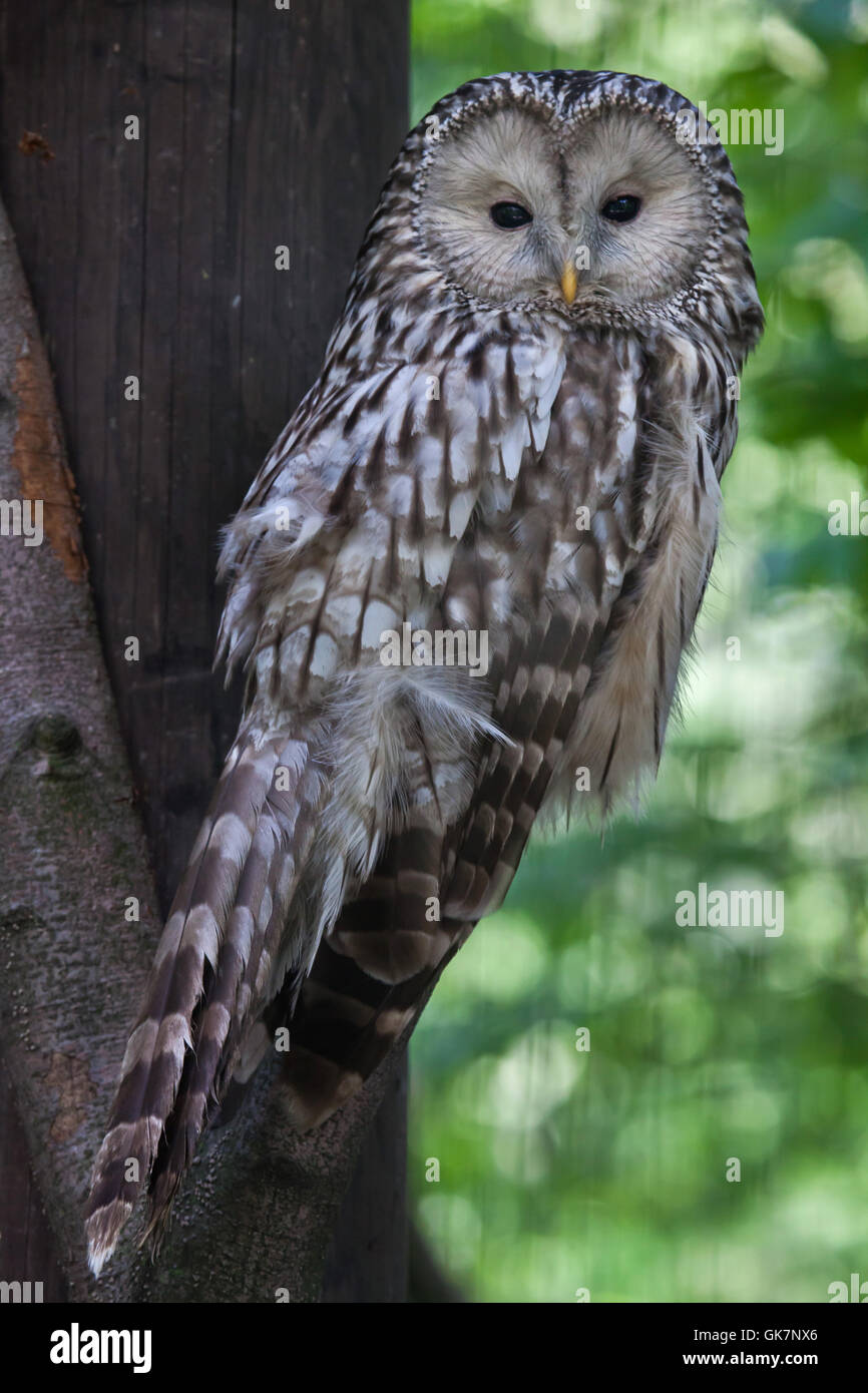 Ural owl (Strix uralensis). Wildlife animal. Stock Photo