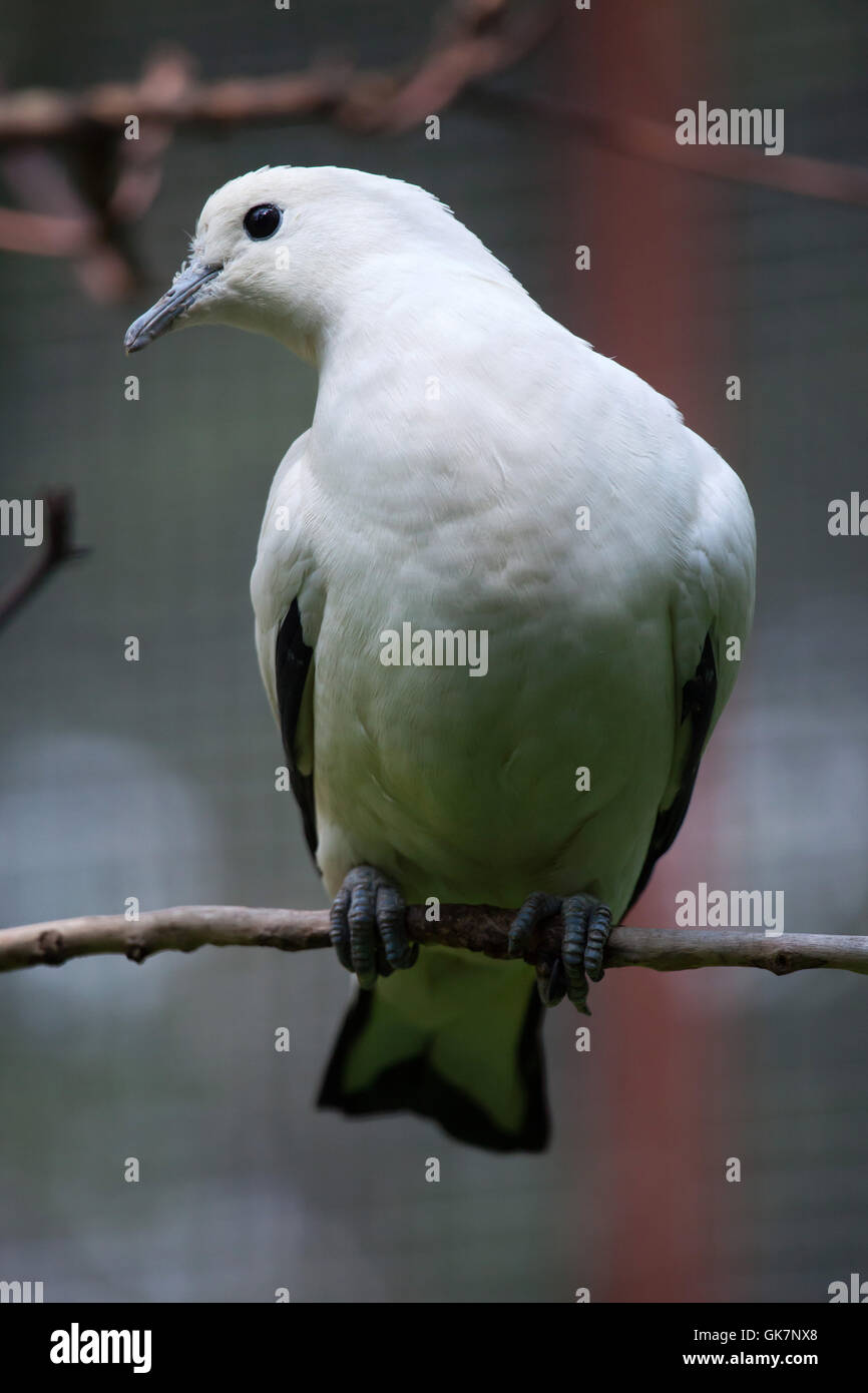 Pied imperial pigeon (Ducula bicolor). Wildlife animal. Stock Photo