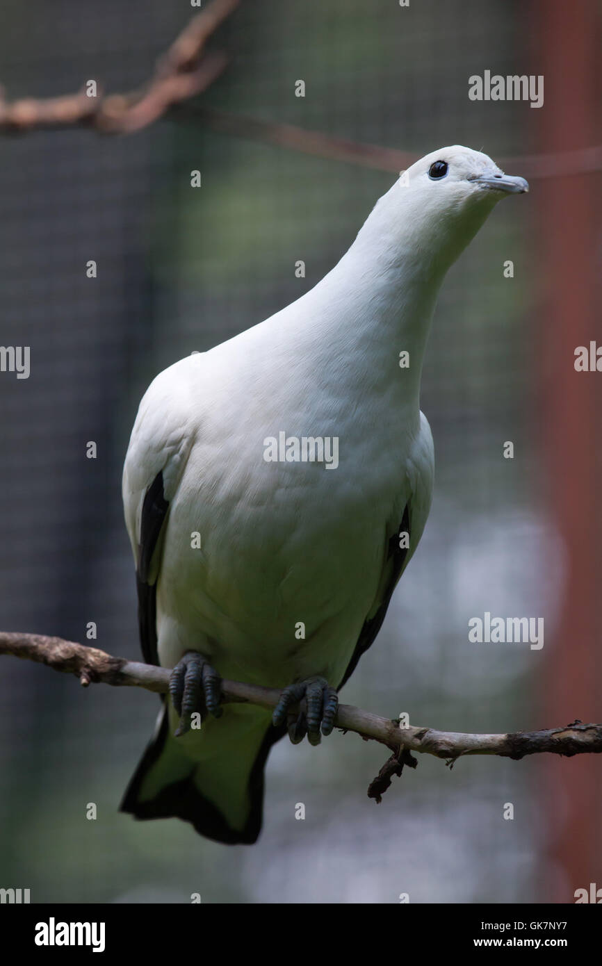 Pied imperial pigeon (Ducula bicolor). Wildlife animal. Stock Photo