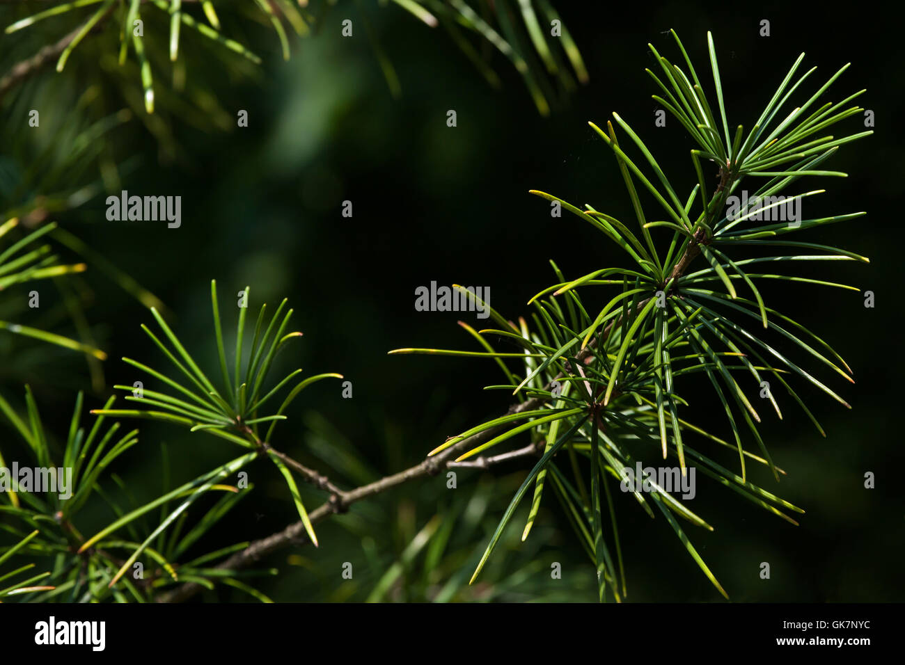 Japanese umbrella pine (Sciadopitys verticillata), also known as the koyamaki. Conifer plant. Stock Photo
