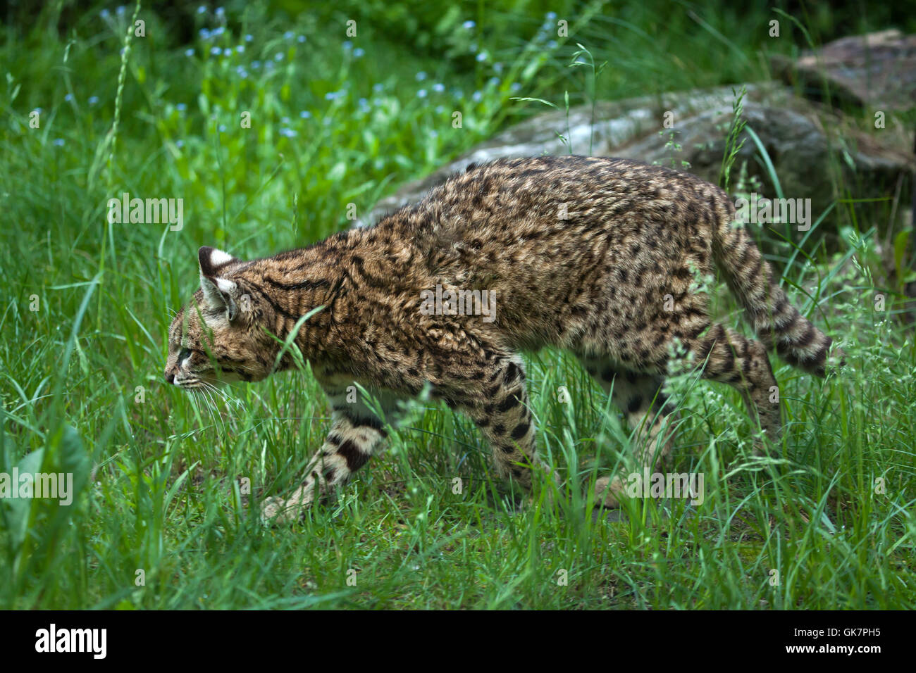 Geoffroy's cat (Leopardus geoffroyi). Wildlife animal. Stock Photo