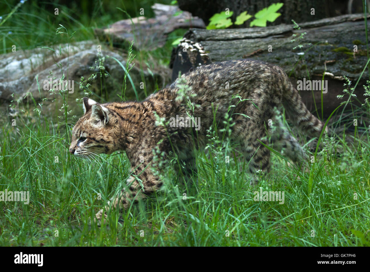 Geoffroy's cat (Leopardus geoffroyi). Wildlife animal. Stock Photo
