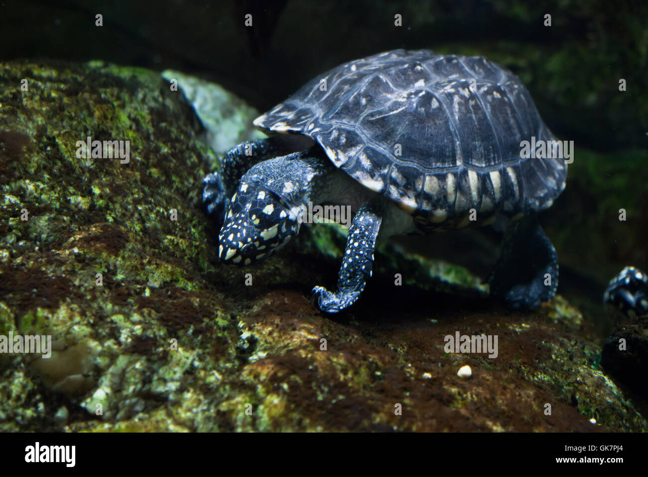 Black pond turtle (Geoclemys hamiltonii), also known as the Indian