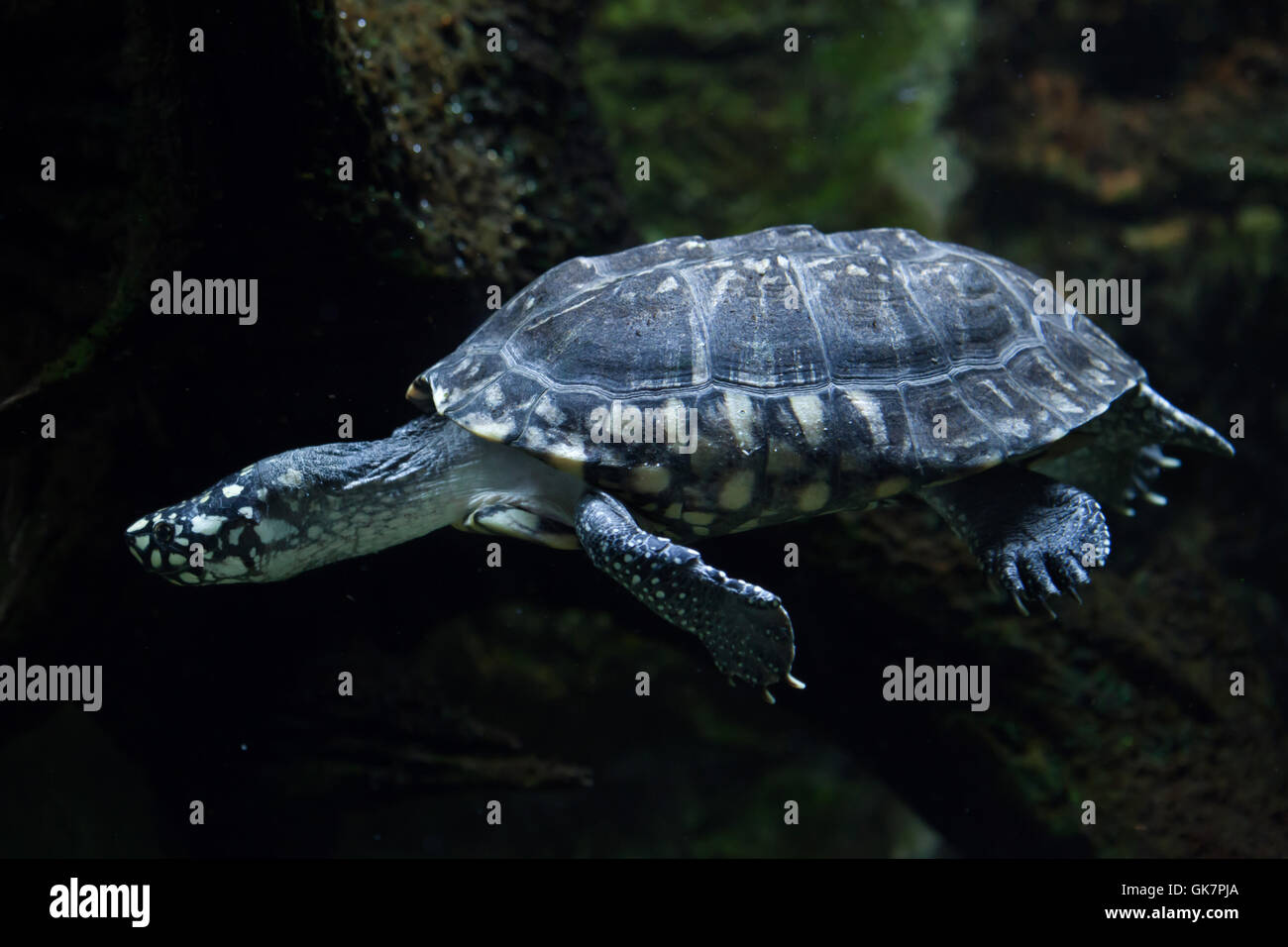Black Pond Turtle Geoclemys Hamiltonii Also Known As The Indian 