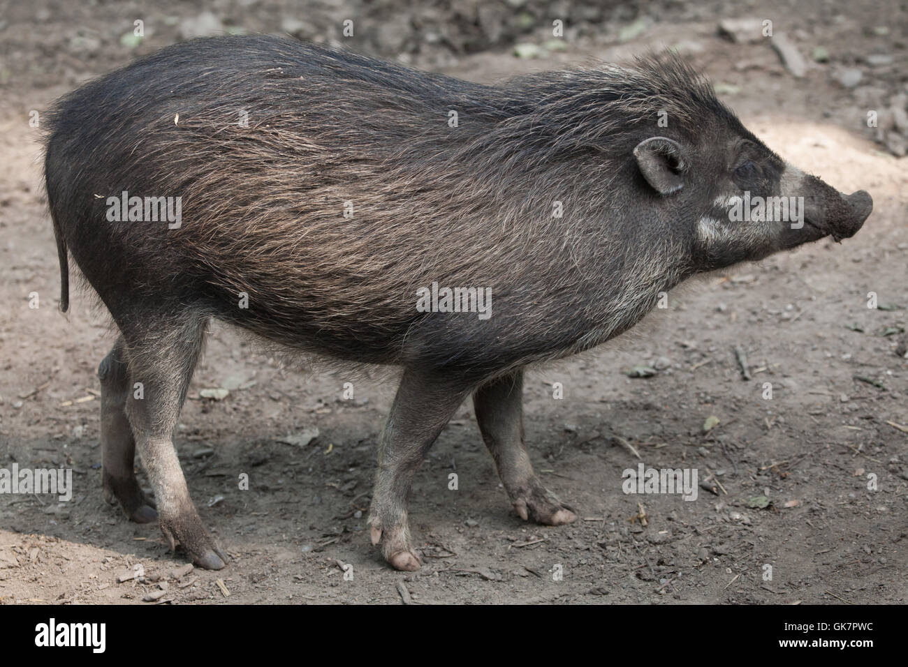 Visayan warty pig (Sus cebifrons). Wildlife animal. Stock Photo