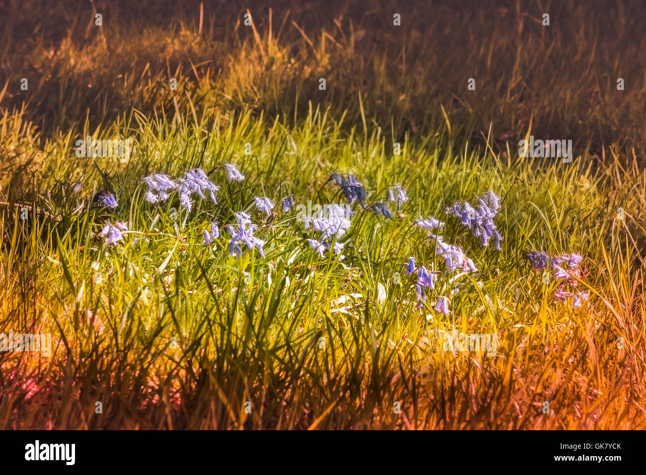 Campanula barbata Stock Photo