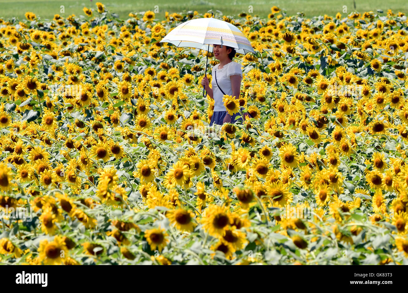 Mashiko, Japan. 19th Aug, 2016. Sunflowers shine brightly in the sweltering summer sun in Mashiko, a rural community known for Mashiko pottery, on Friday, August 19, 2016. Some two million sunflowers of 20 different kinds planted in a 30-acre fallow field are expected to draw hundreds of visitors to an annual sunflower festival starting from August 20 in the town about 57 miles northeast of Tokyo. Credit:  Natsuki Sakai/AFLO/Alamy Live News Stock Photo