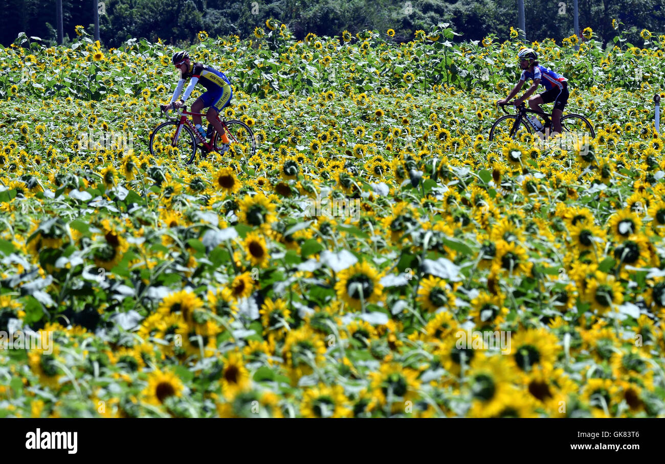 Mashiko, Japan. 19th Aug, 2016. Sunflowers shine brightly in the sweltering summer sun in Mashiko, a rural community known for Mashiko pottery, on Friday, August 19, 2016. Some two million sunflowers of 20 different kinds planted in a 30-acre fallow field are expected to draw hundreds of visitors to an annual sunflower festival starting from August 20 in the town about 57 miles northeast of Tokyo. Credit:  Natsuki Sakai/AFLO/Alamy Live News Stock Photo