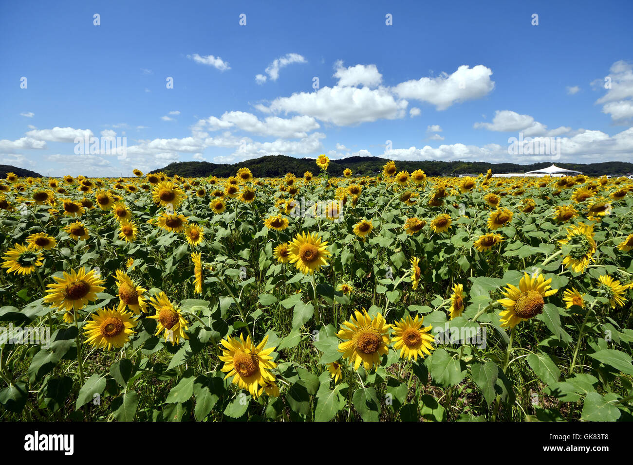Mashiko, Japan. 19th Aug, 2016. Sunflowers shine brightly in the sweltering summer sun in Mashiko, a rural community known for Mashiko pottery, on Friday, August 19, 2016. Some two million sunflowers of 20 different kinds planted in a 30-acre fallow field are expected to draw hundreds of visitors to an annual sunflower festival starting from August 20 in the town about 57 miles northeast of Tokyo. Credit:  Natsuki Sakai/AFLO/Alamy Live News Stock Photo
