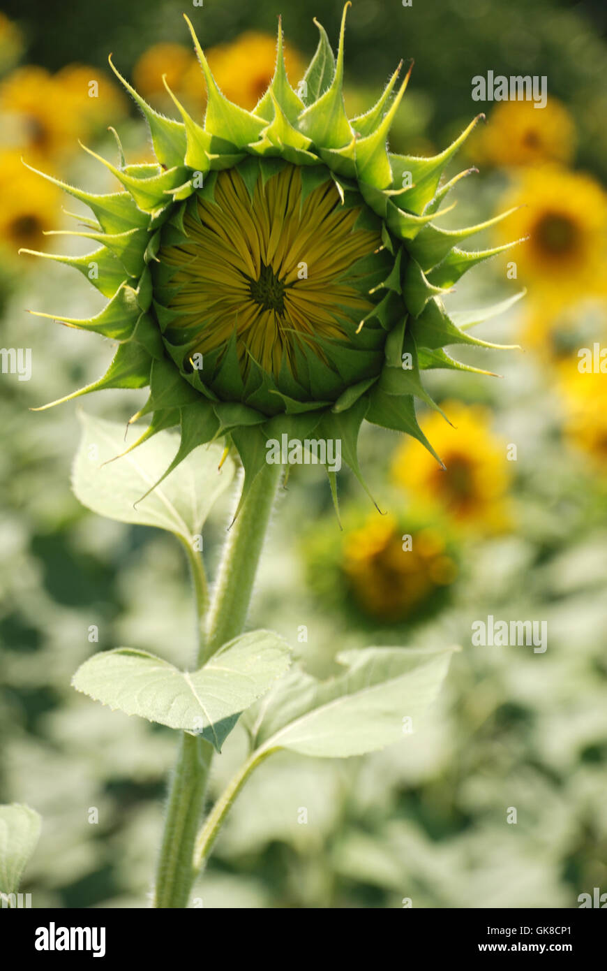 Sunflower not blooming Stock Photo Alamy