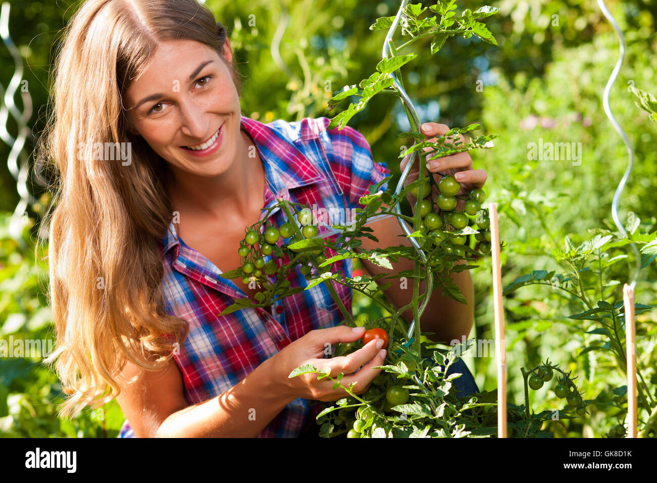 gardening in summer - woman harvesting tomatoes Stock Photo - Alamy