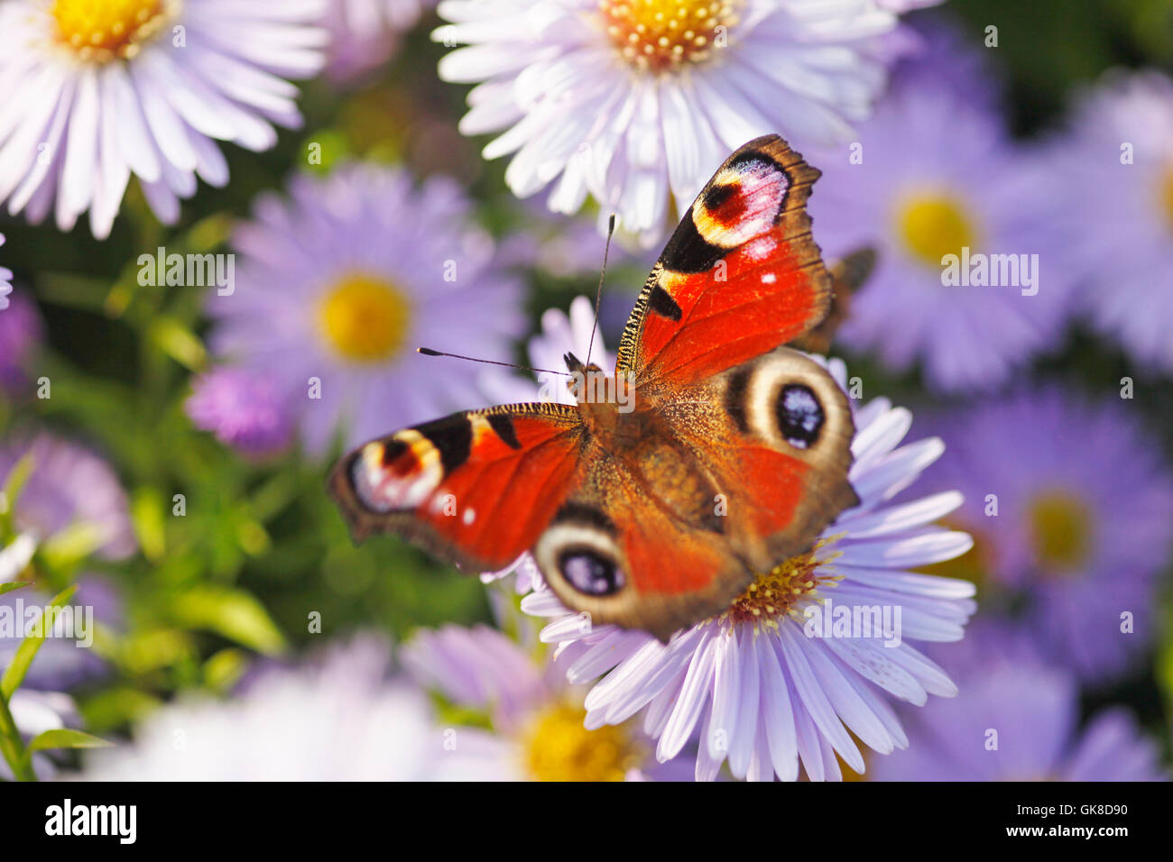 garden flies flight Stock Photo Alamy