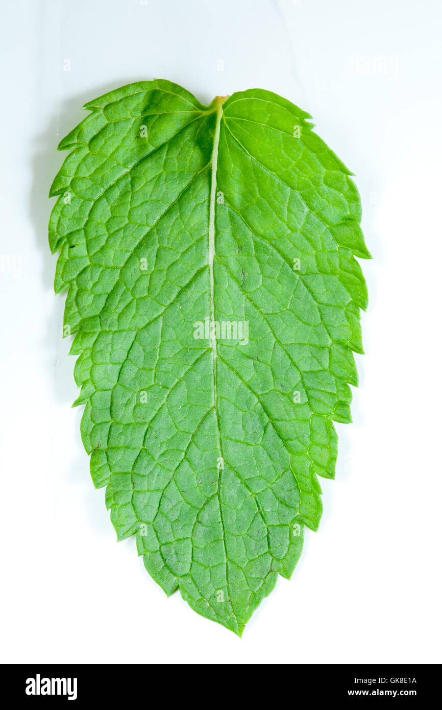 Fresh mint leaves Stock Photo