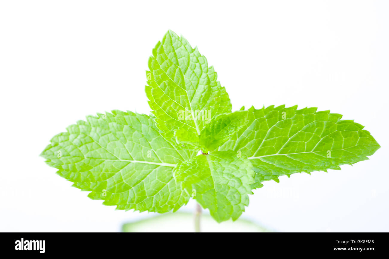 Fresh mint leaves Stock Photo