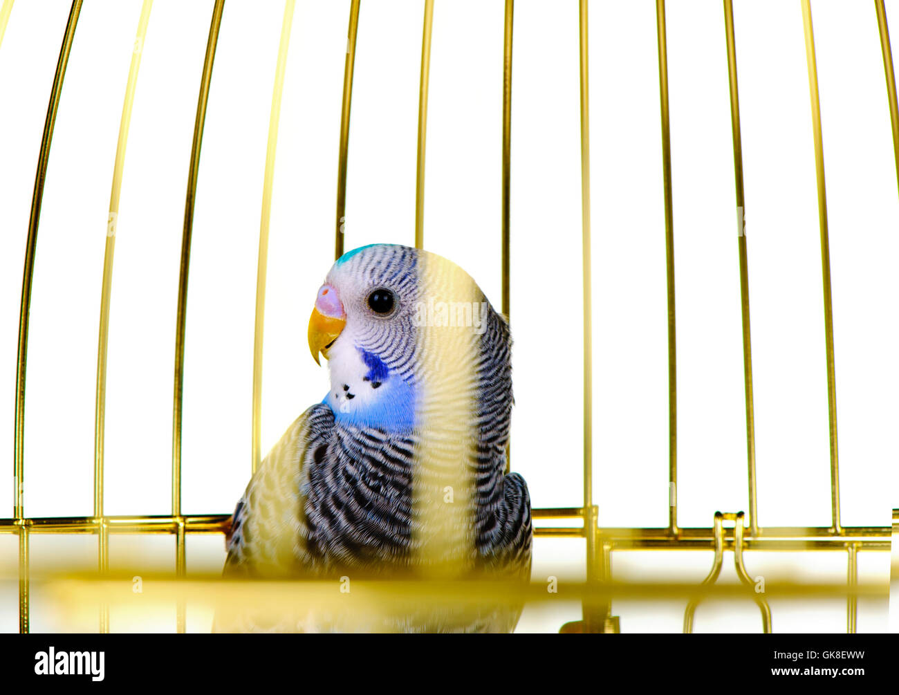 Parrot in cage Stock Photo Alamy