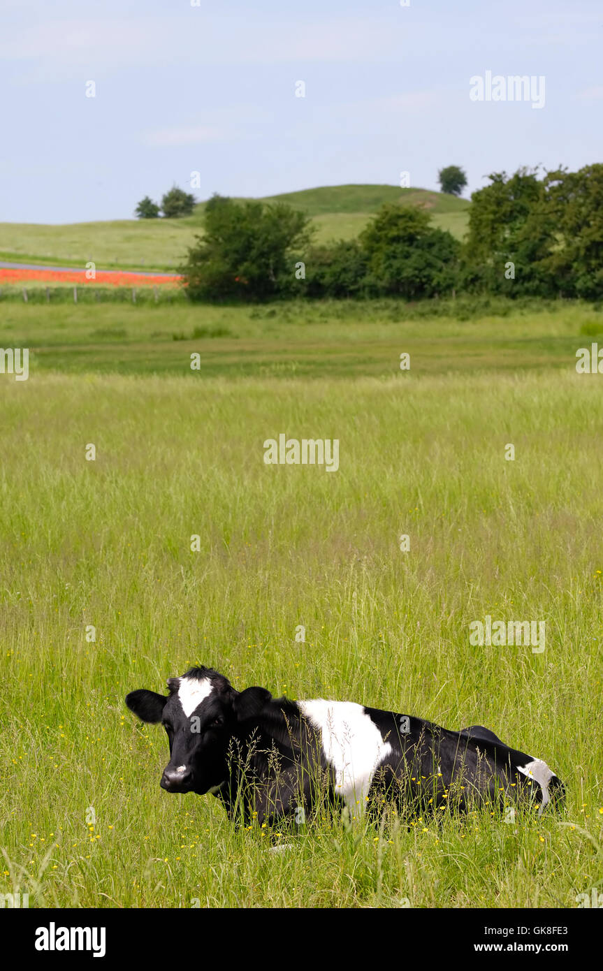 Cow resting Stock Photo