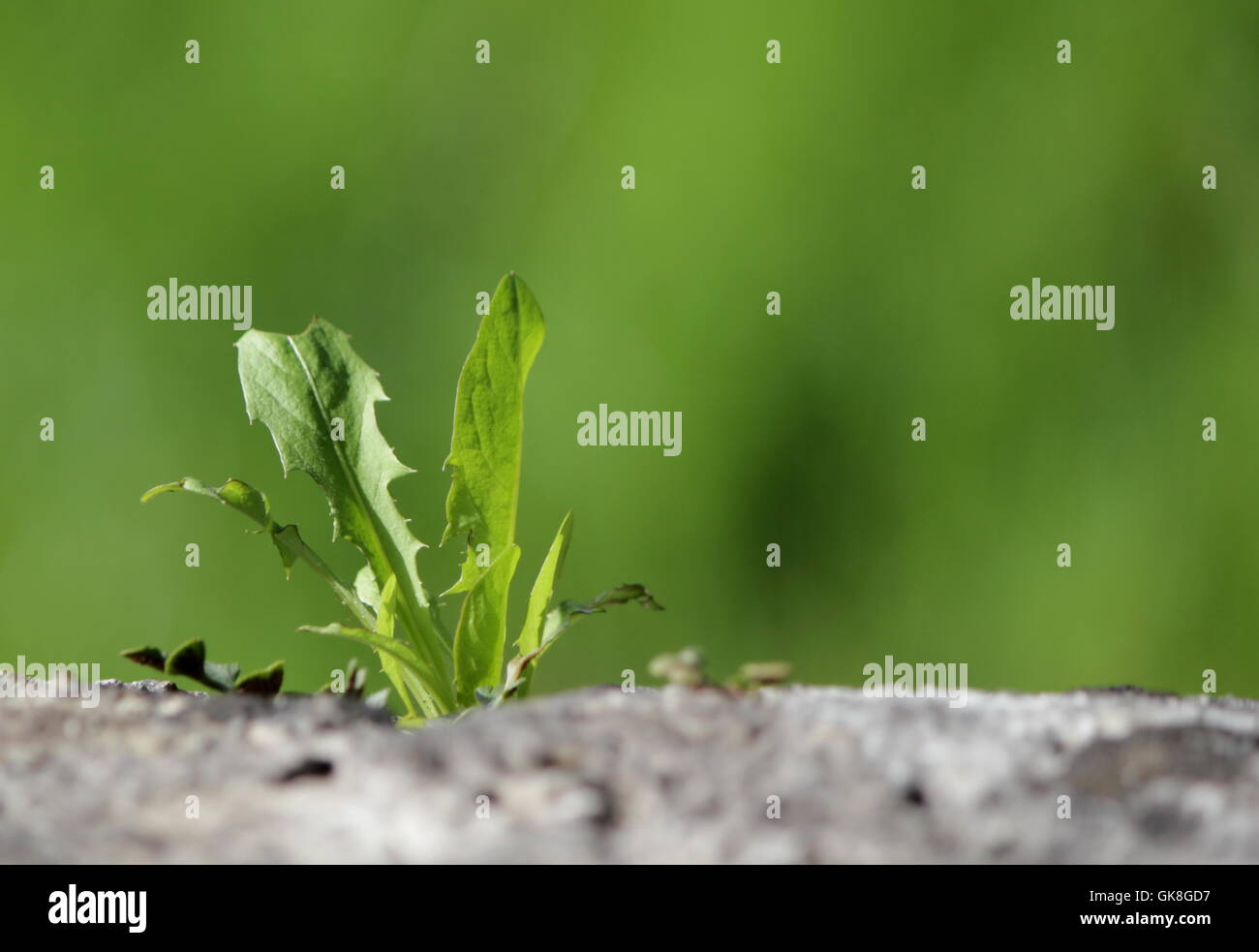 Alive plant on a wall Stock Photo Alamy