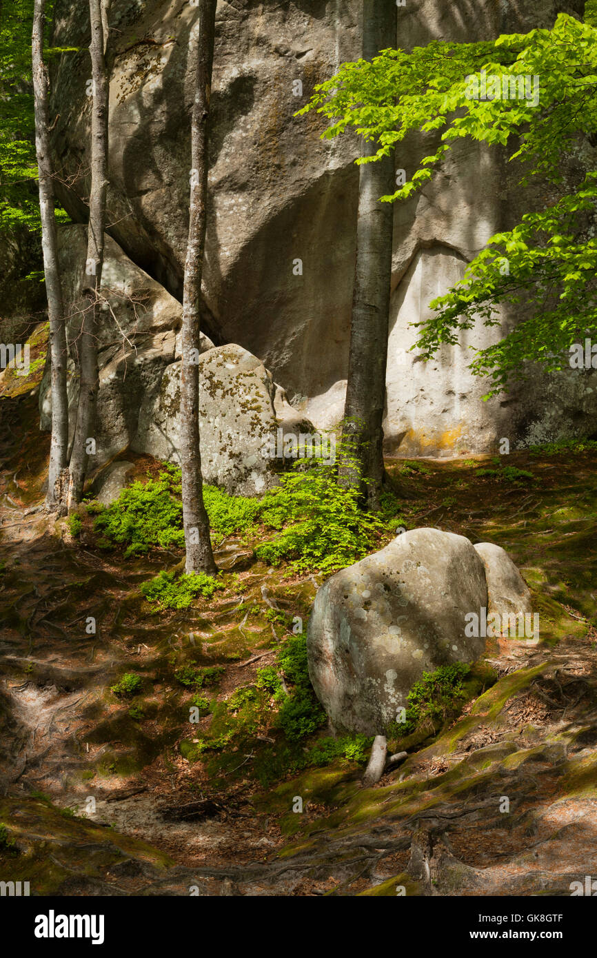 Spring forest Stock Photo