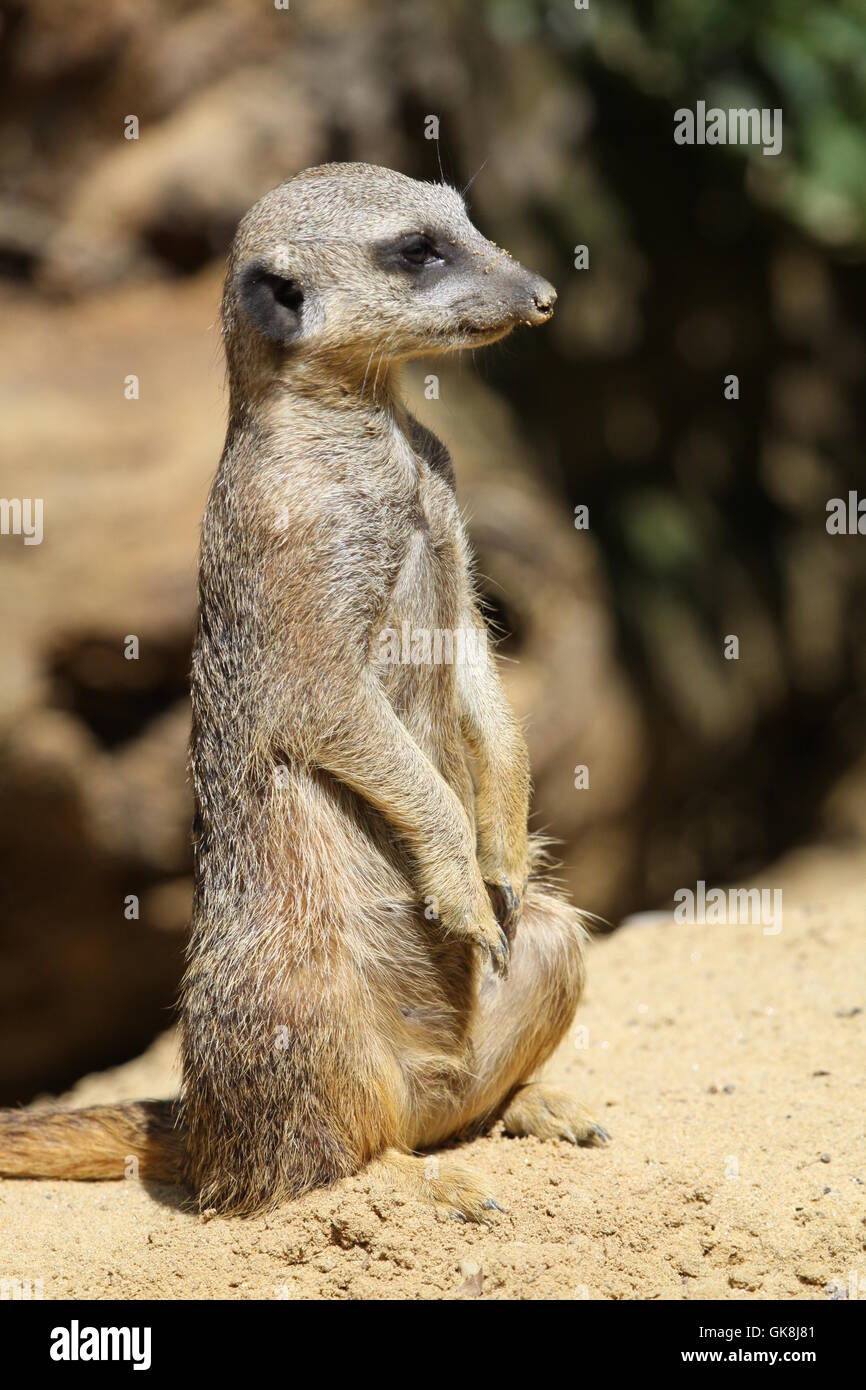 meerkat meerkats mammal Stock Photo