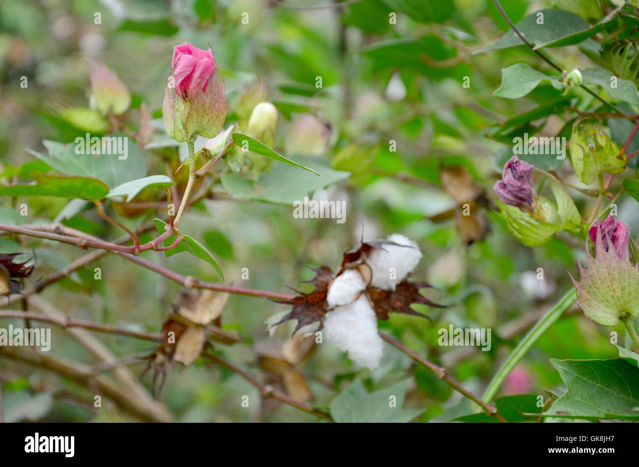 Flower of Gossypium herbaceum or cotton flowers on tree in garden Stock Photo