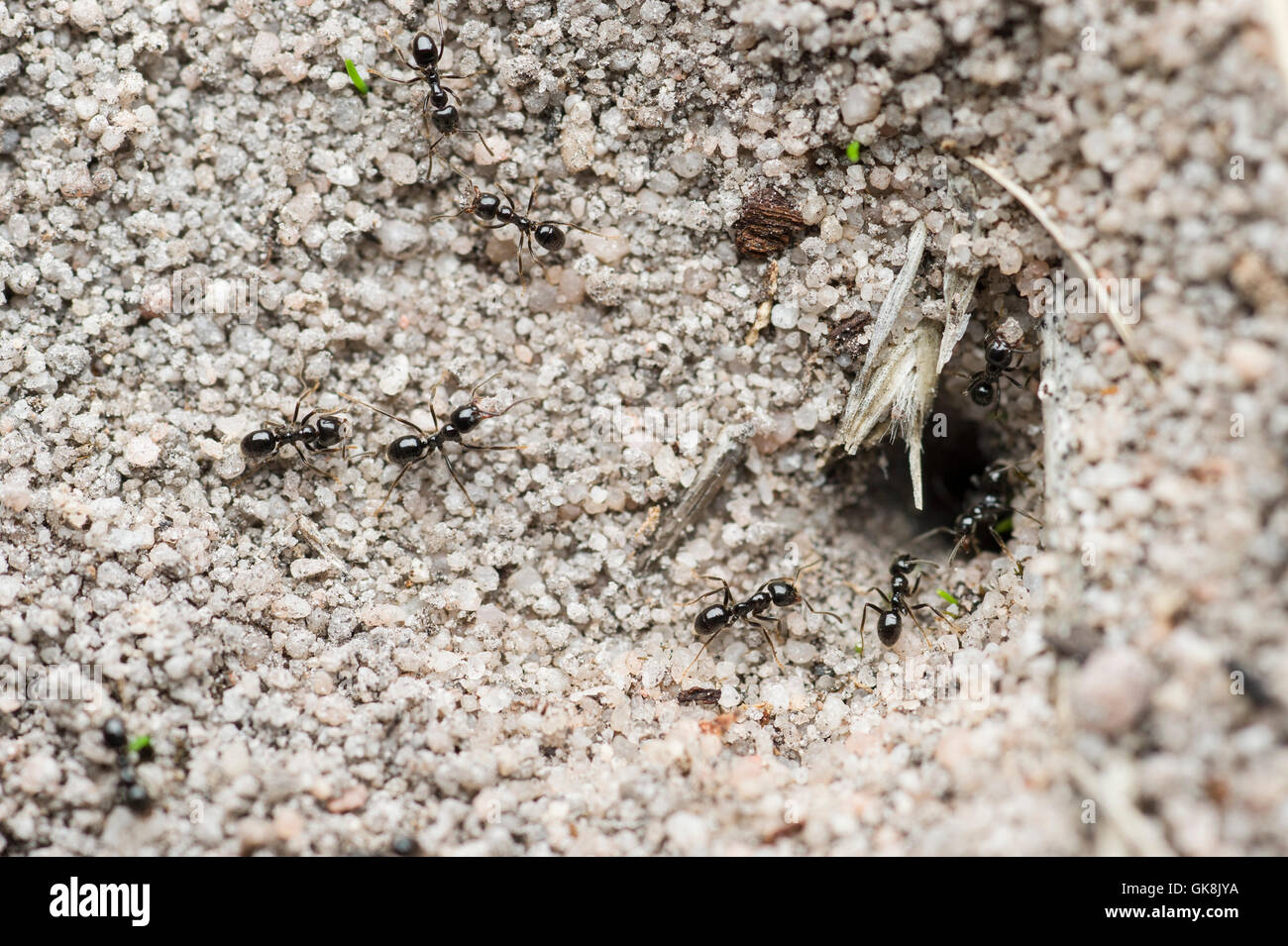Small black ants going into their nest Stock Photo