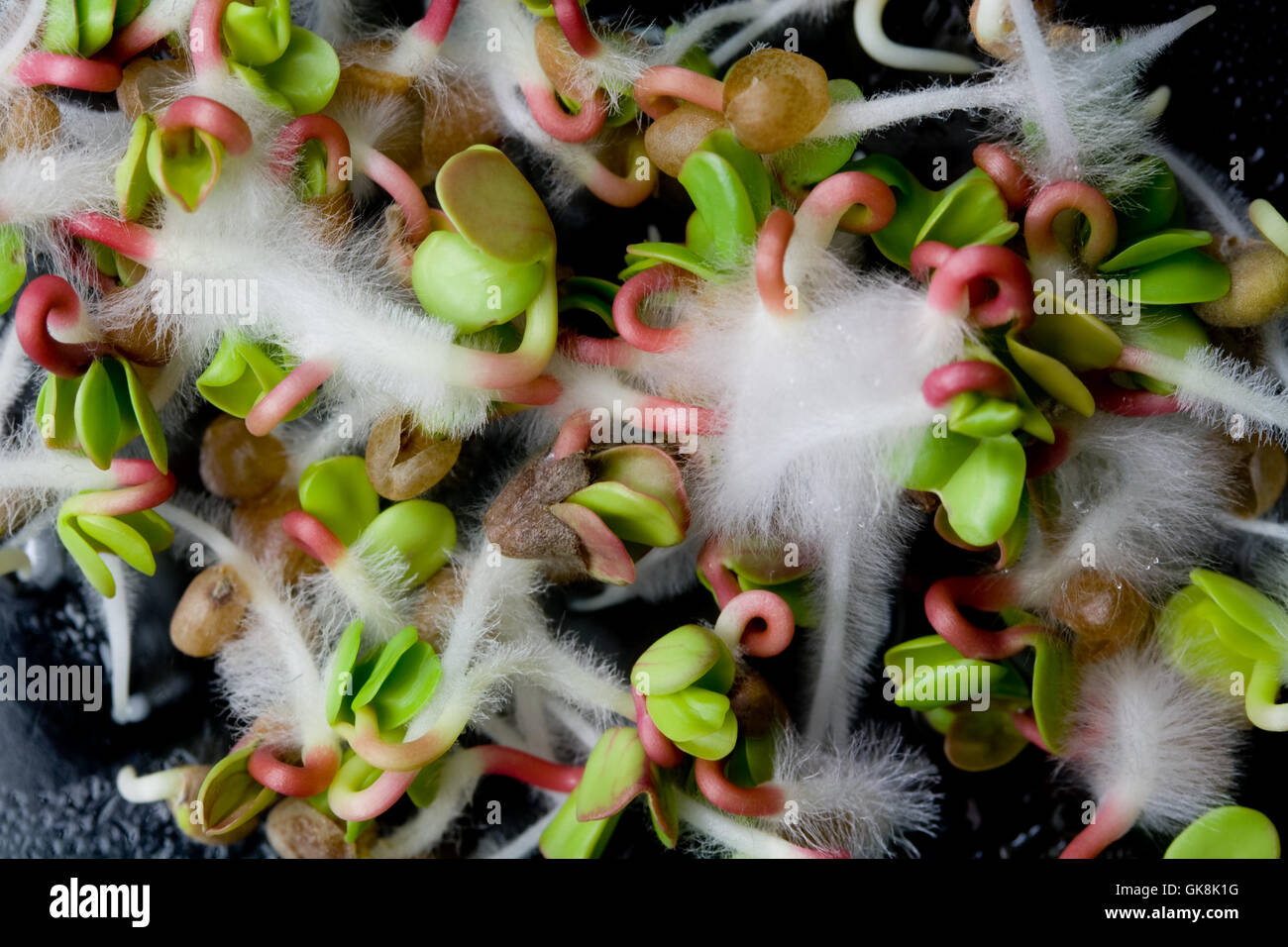 germination radish emblements Stock Photo Alamy