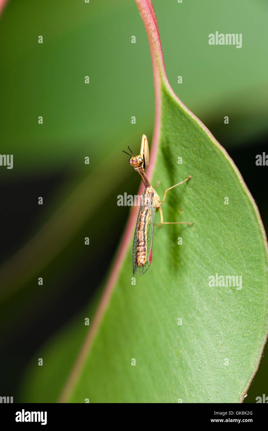 A predatory mantis fly on eucalyptus leaf Stock Photo