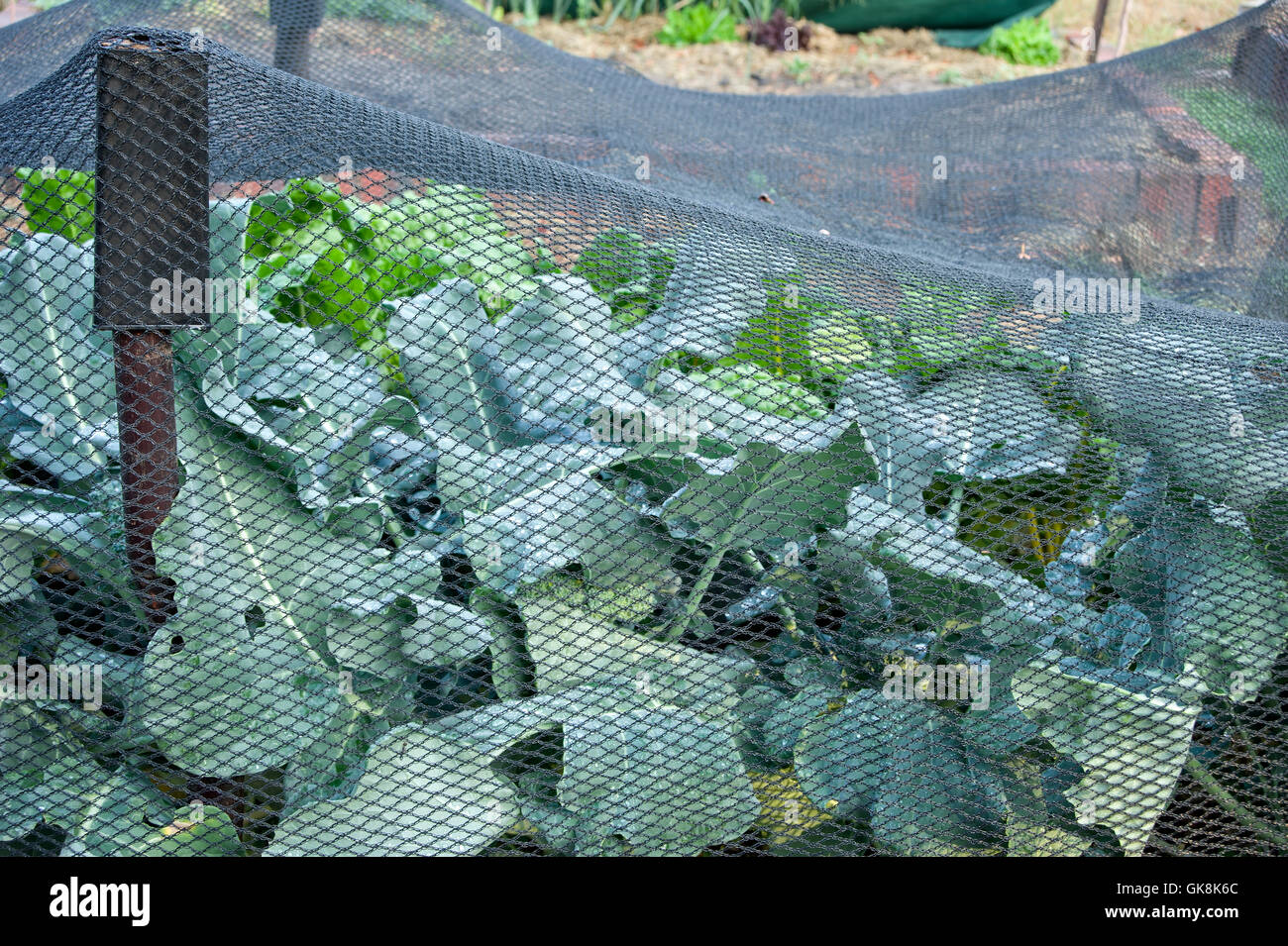 Butterfly netting covering brassicas to prevent cabbage white butterfly damage Stock Photo