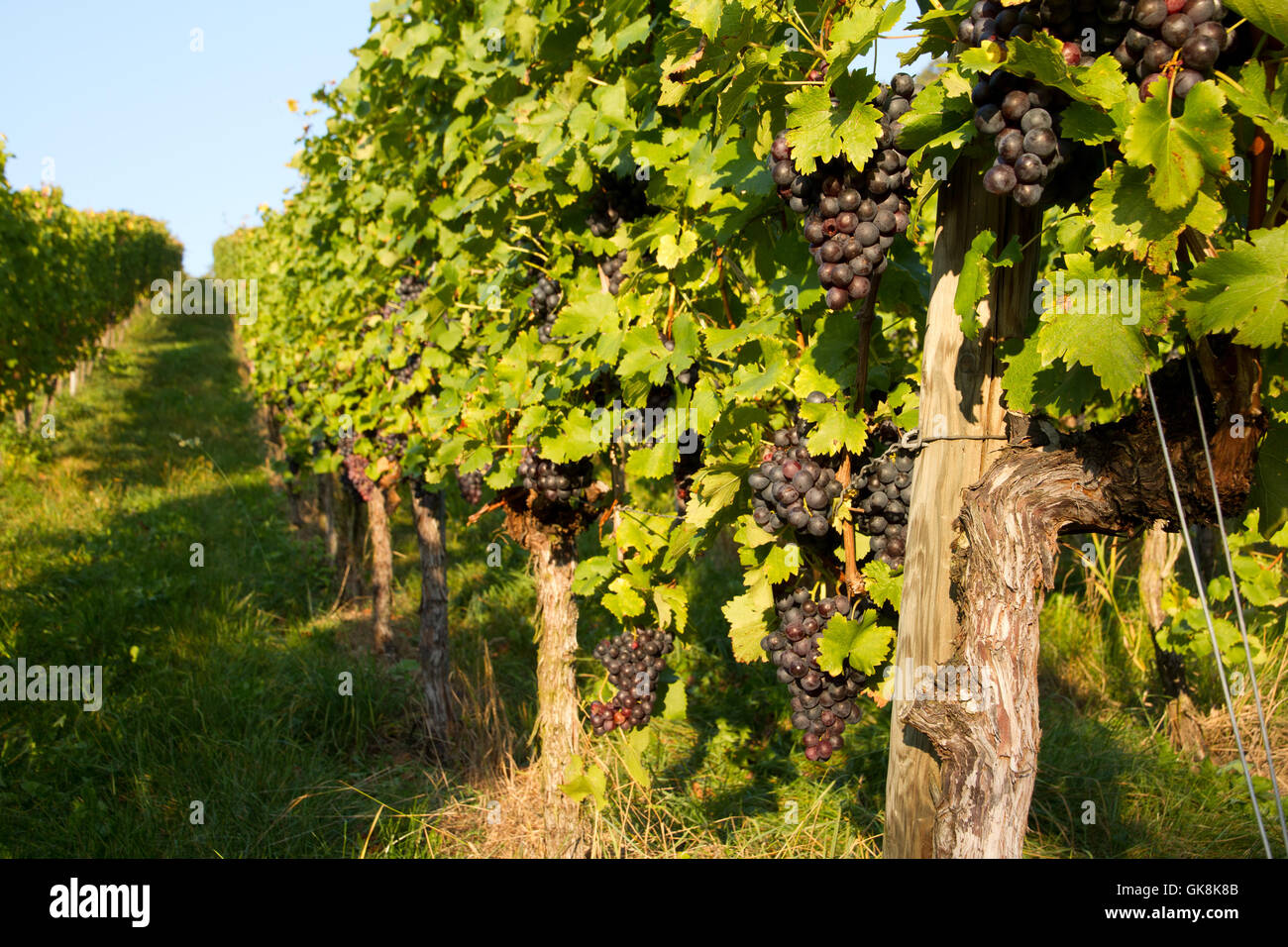vineyard in remstal Stock Photo