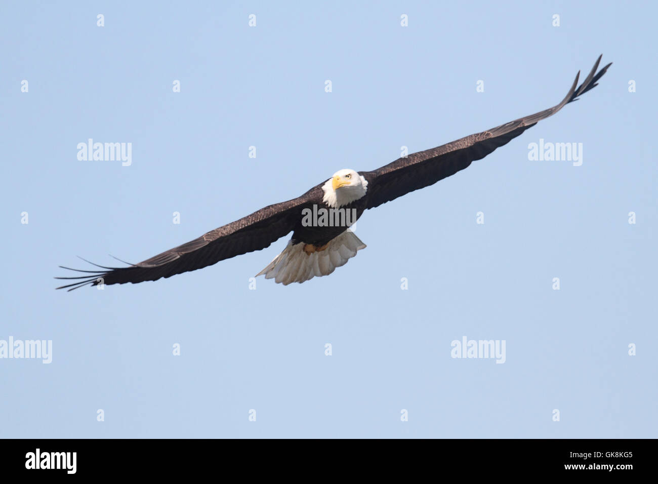 bird wild raptor Stock Photo - Alamy
