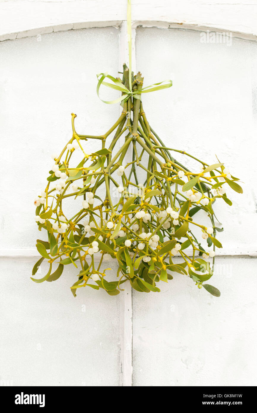Mistletoe hires stock photography and images