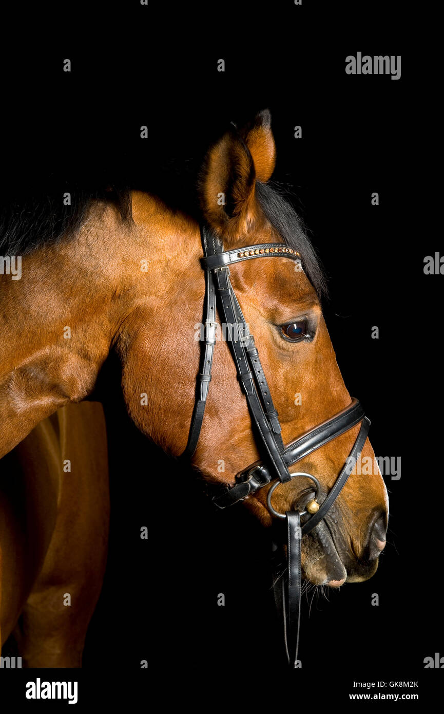 ride horse hobby Stock Photo