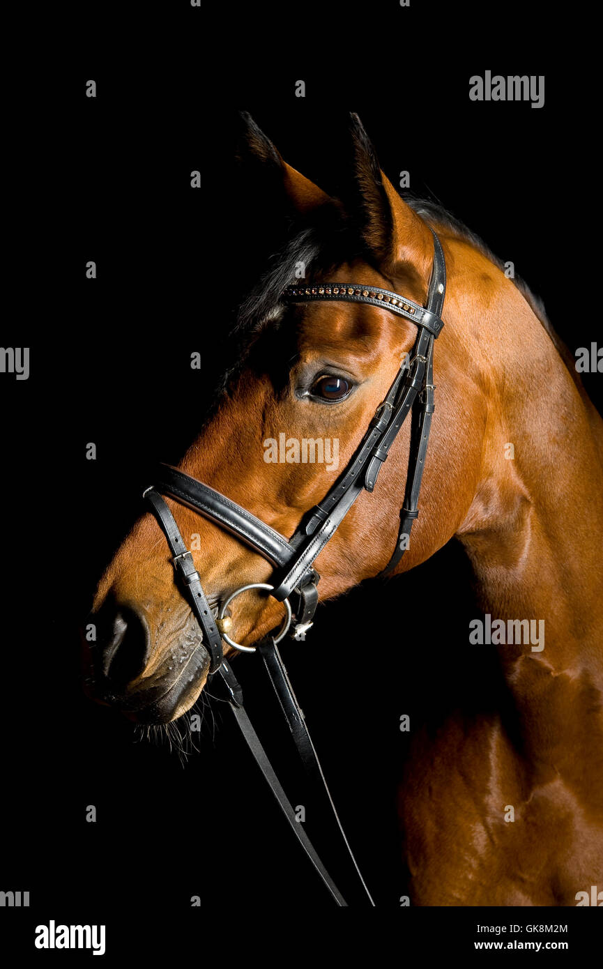 ride horse hobby Stock Photo