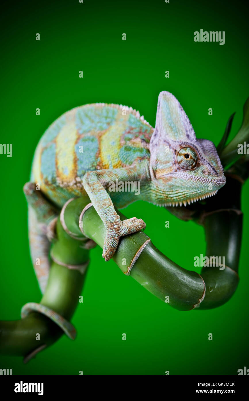 animal reptile lizard Stock Photo - Alamy