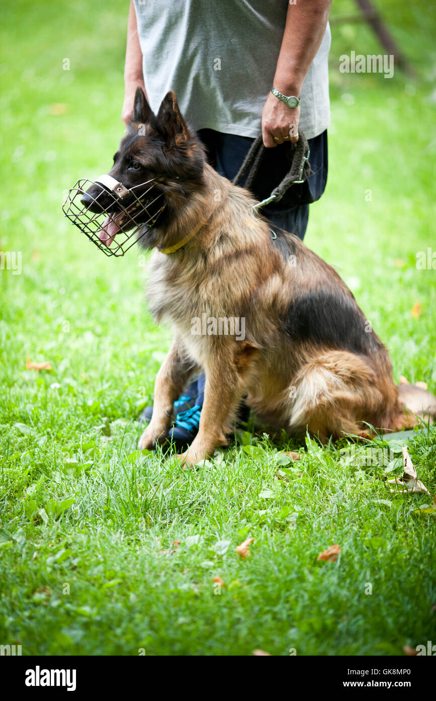 command pet dog Stock Photo