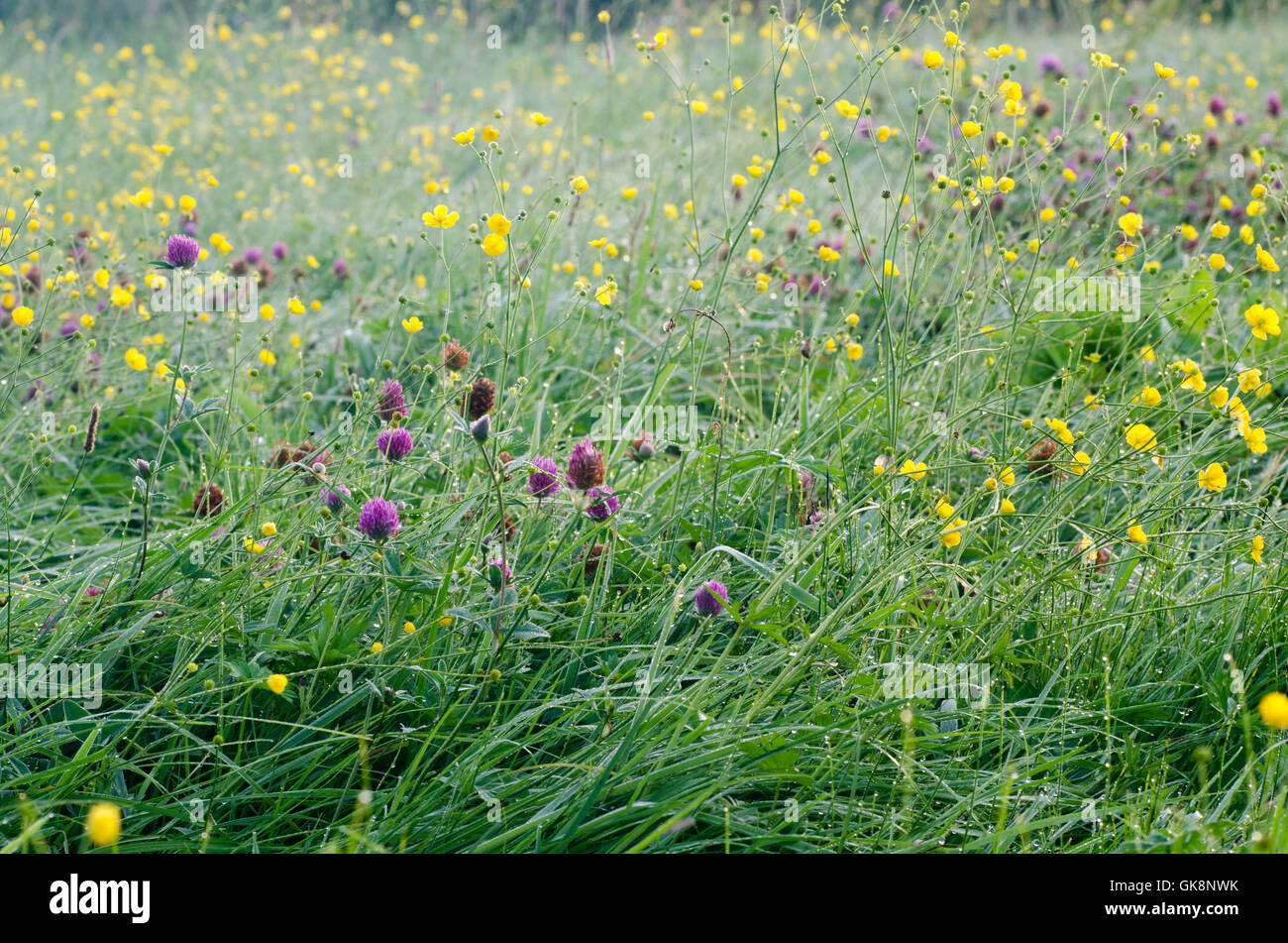 flowers in summer meadow selective focus Stock Photo
