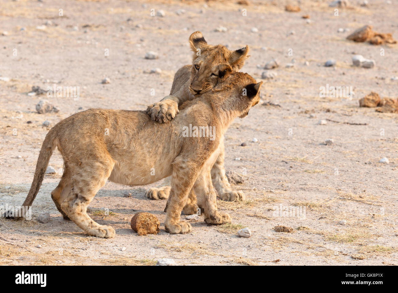 africa namibia lion Stock Photo