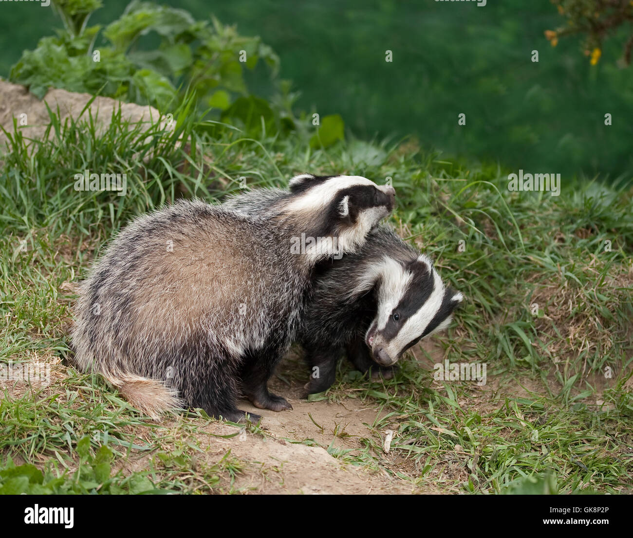 animal mammal blank Stock Photo - Alamy