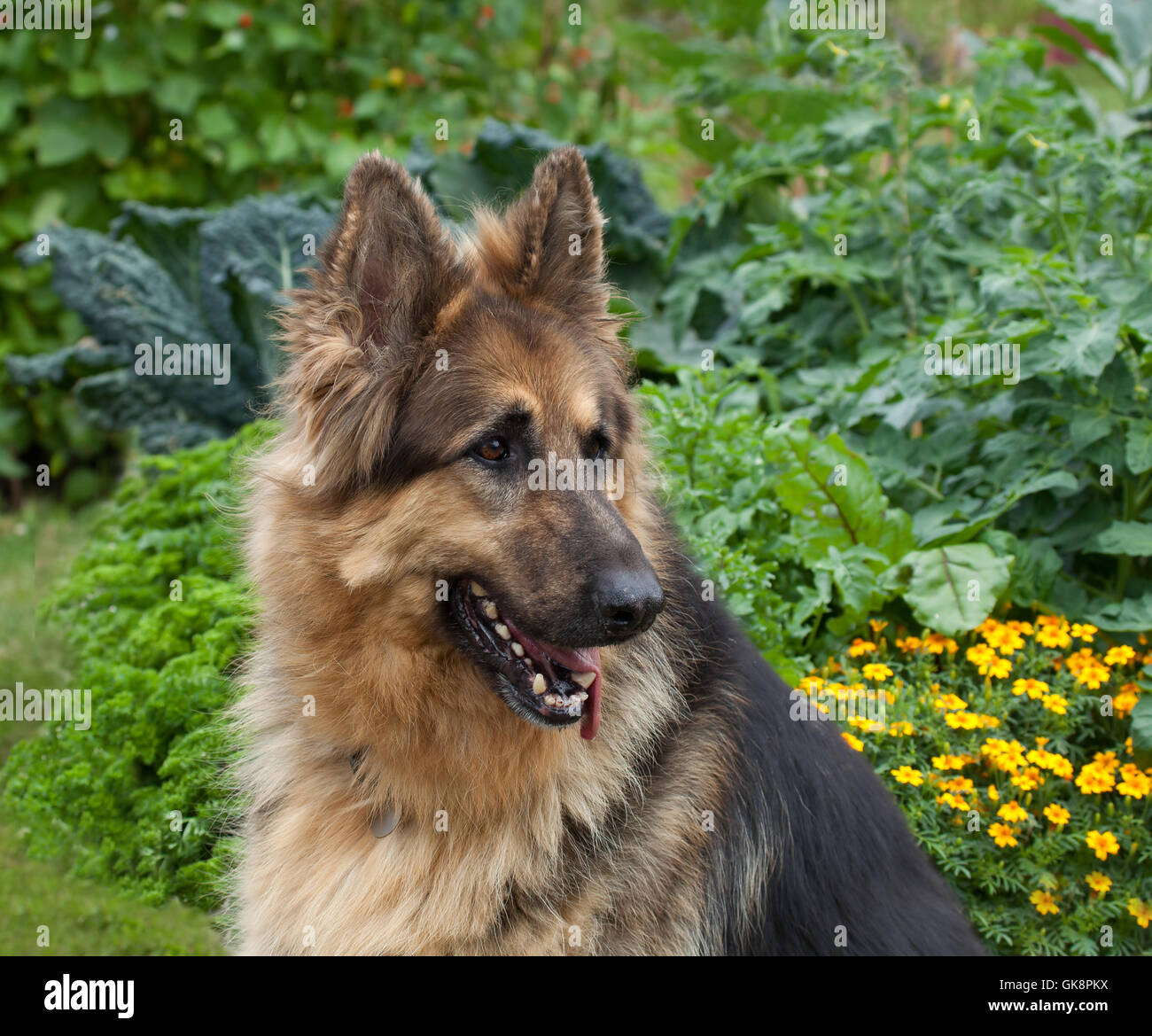 army guard dog Stock Photo