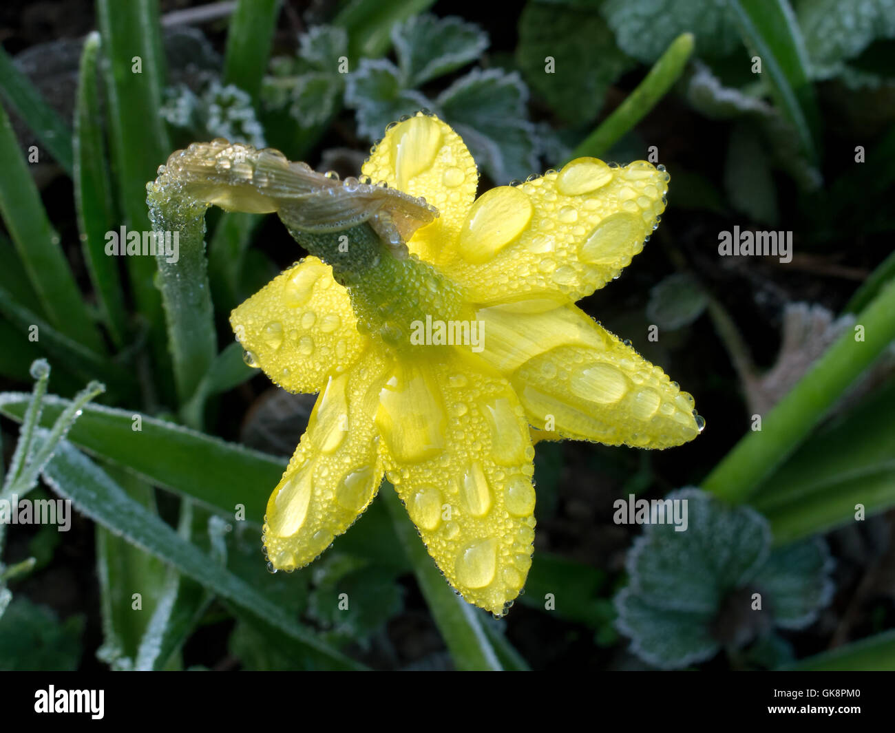winter flower plant Stock Photo Alamy