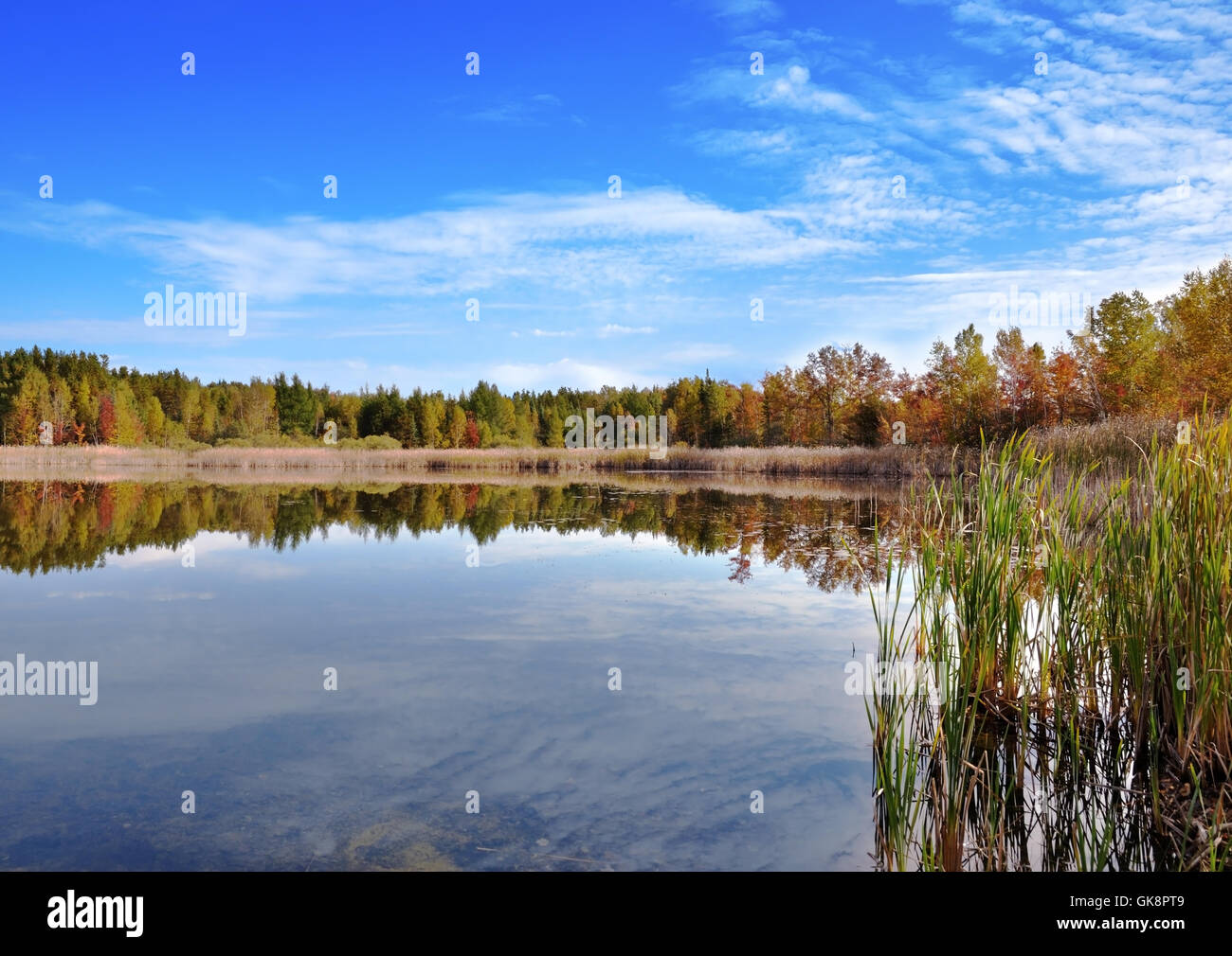tree fresh water lake Stock Photo