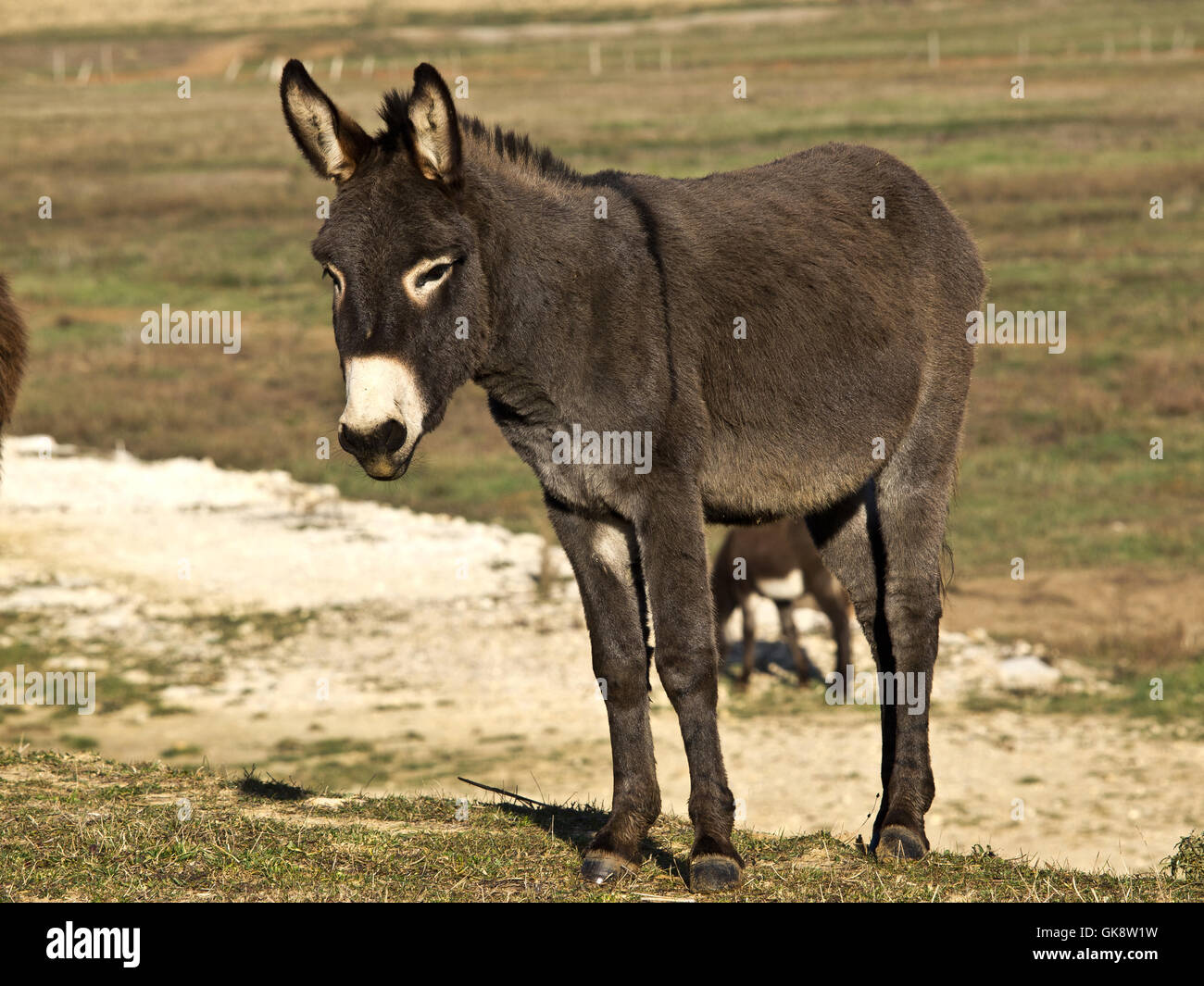 Green farms with animals hi-res stock photography and images - Alamy