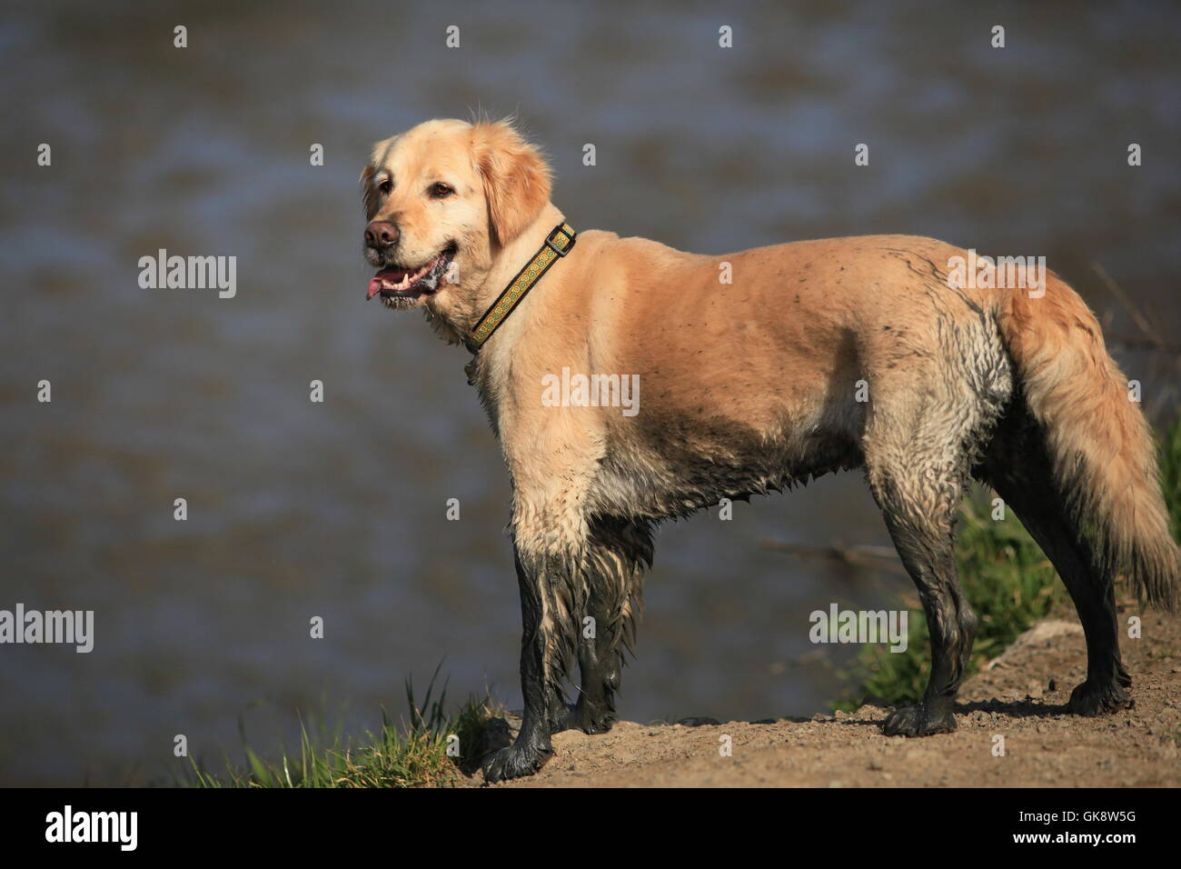 Happy Golden Retriever dog with muddy legs stands by water Stock Photo