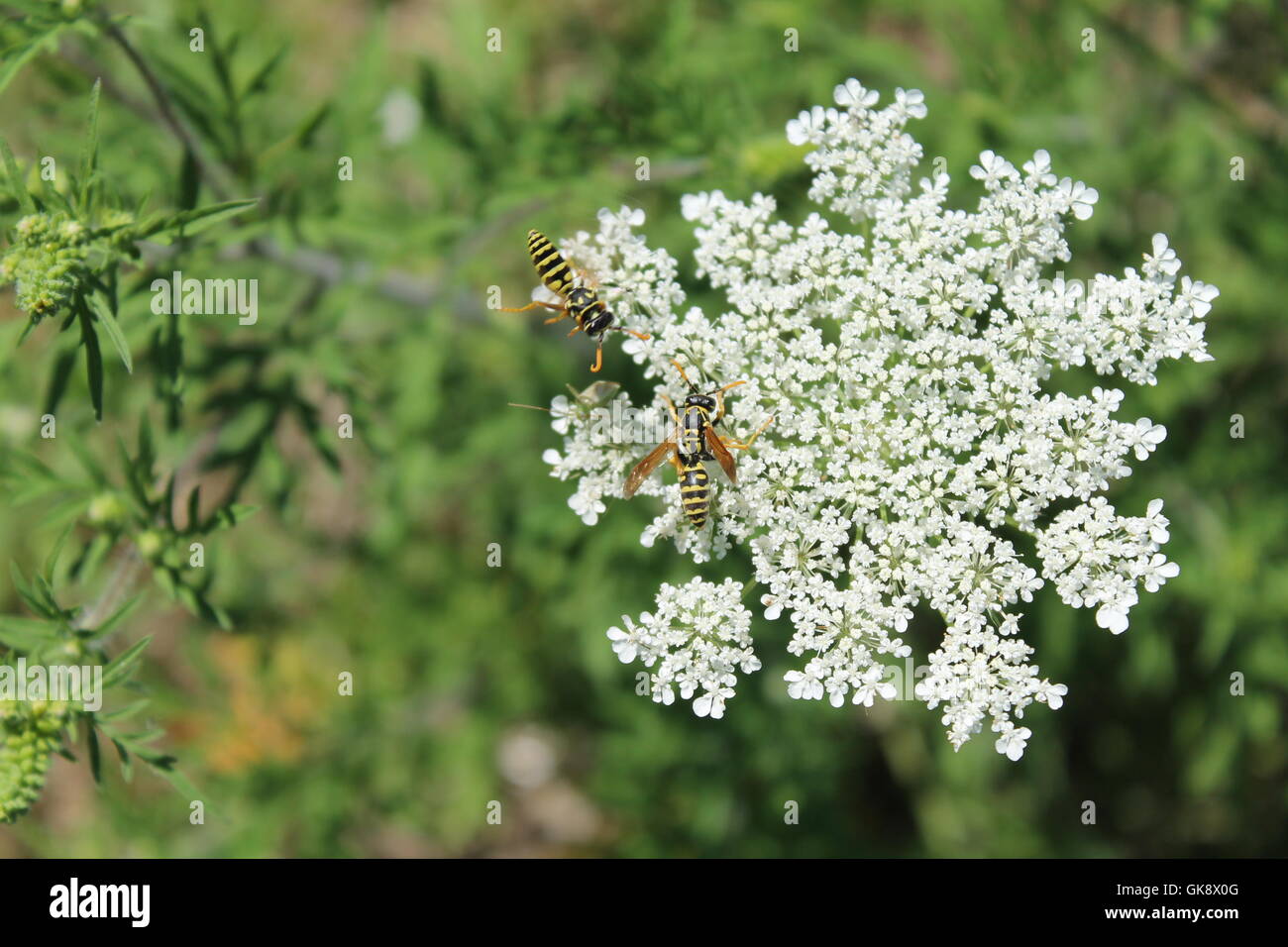 Yellow jackets feeding on a wild carrot flower in a prairie preserve in Chicago, IL Stock Photo