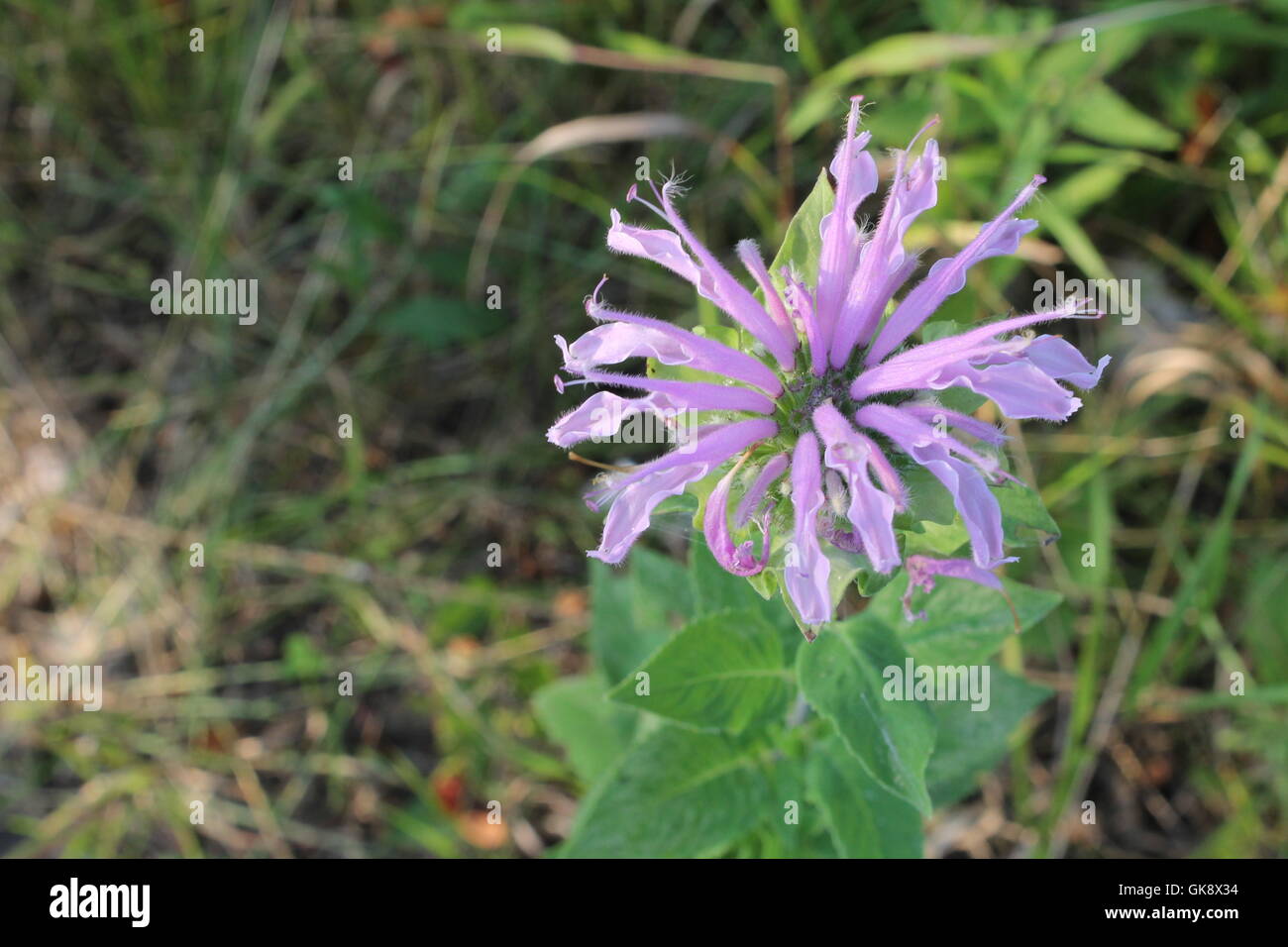 A wild bergamot at a restored prairie in Chicago, IL Stock Photo