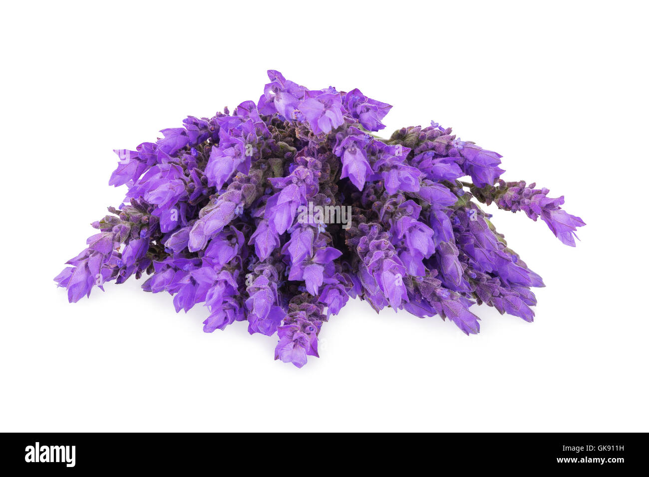 bundle of lavender flowers isolated on white background Stock Photo - Alamy