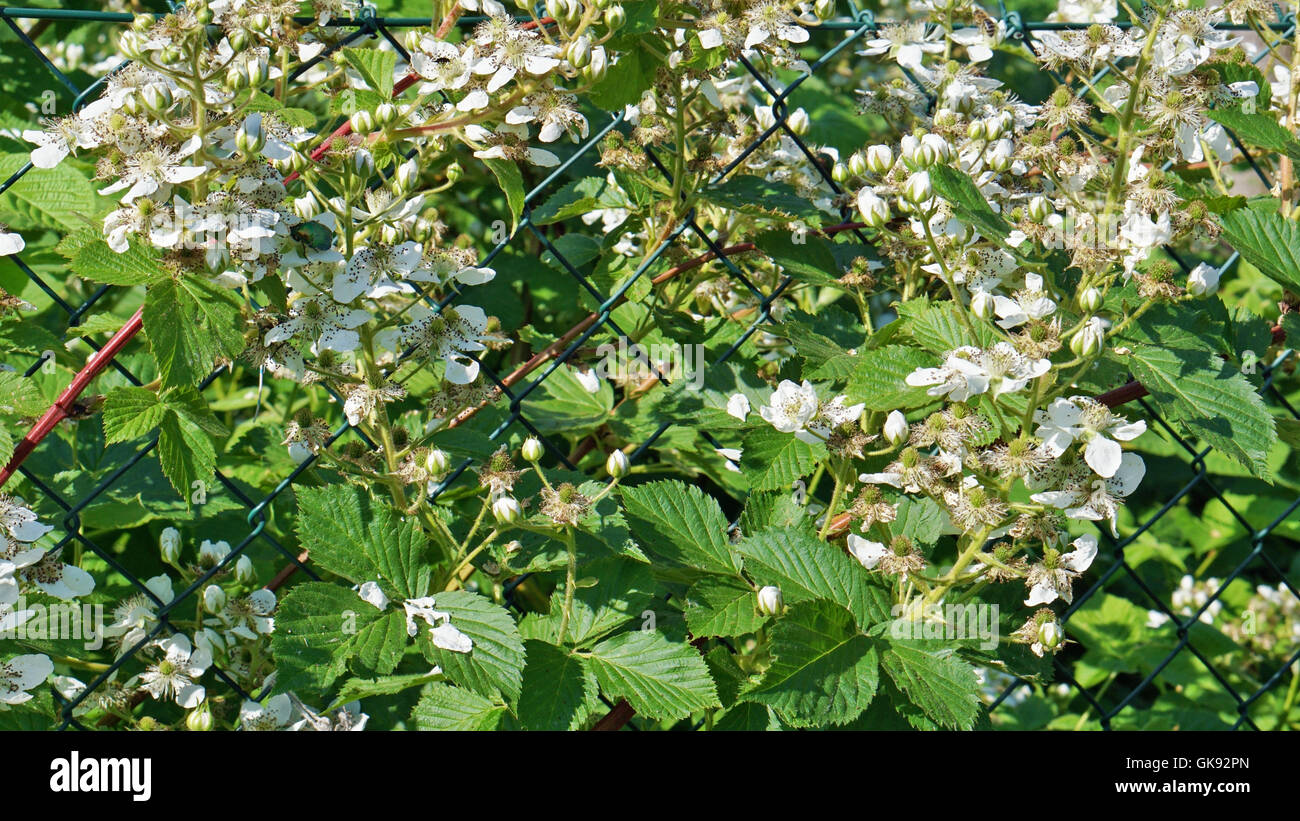 White flowers of spring garden blackberry seasonal background Stock Photo